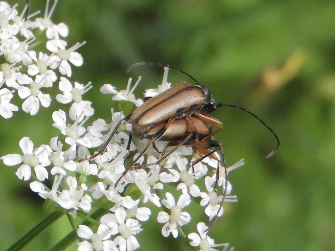 Stictoleptura rubra  - Massimo Tassinari