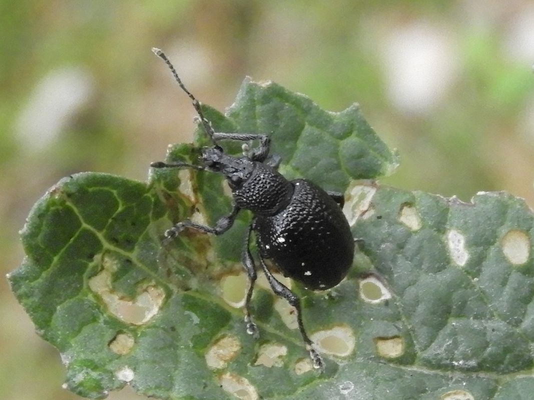 Otiorhynchus sp.  - Massimo Tassinari