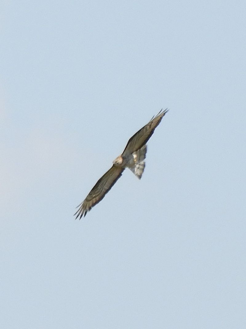 Falco pecchiaiolo  - Massimo Tassinari