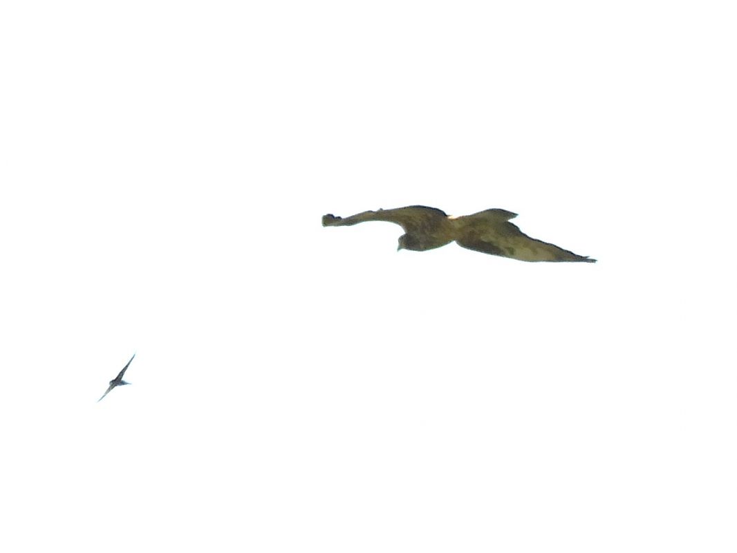 Falco pecchiaiolo  - Massimo Tassinari