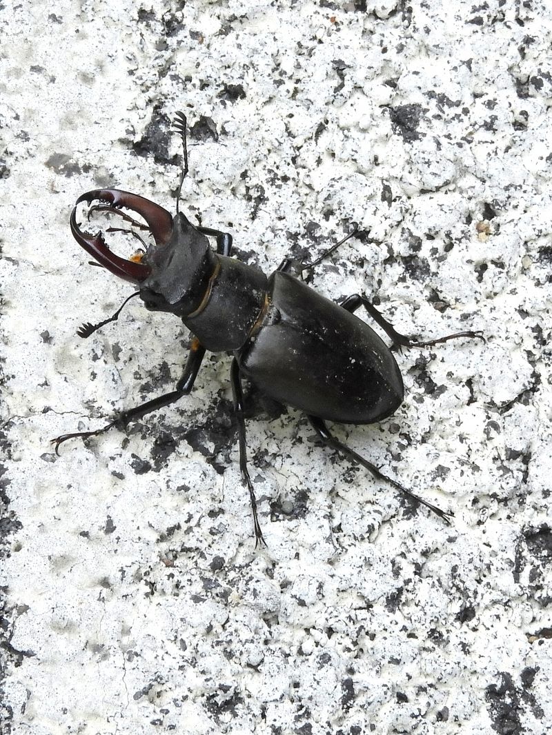 Lucanus cervus  - Massimo Tassinari