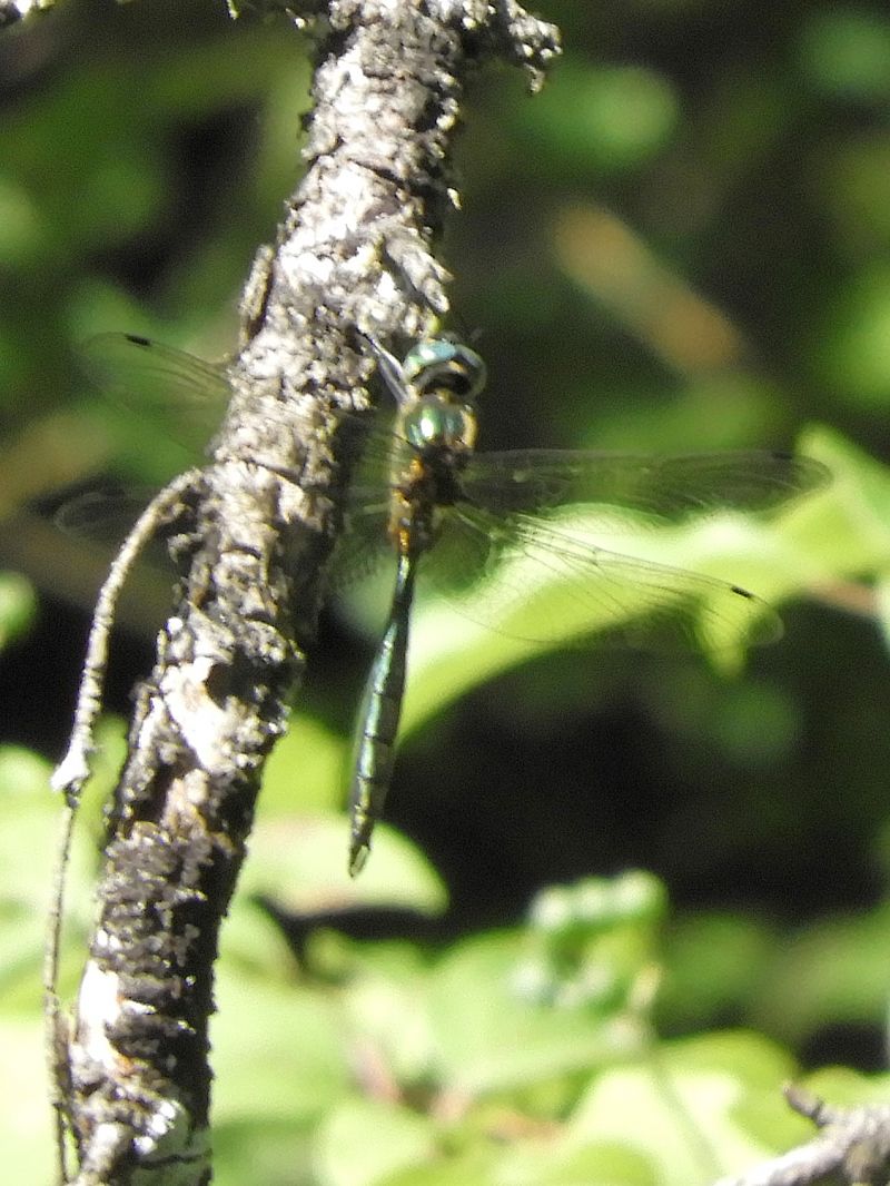 Somatochlora meridionalis  - Massimo Tassinari
