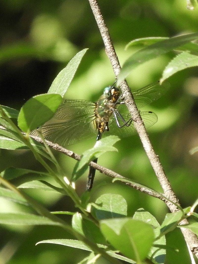 Somatochlora meridionalis  - Massimo Tassinari