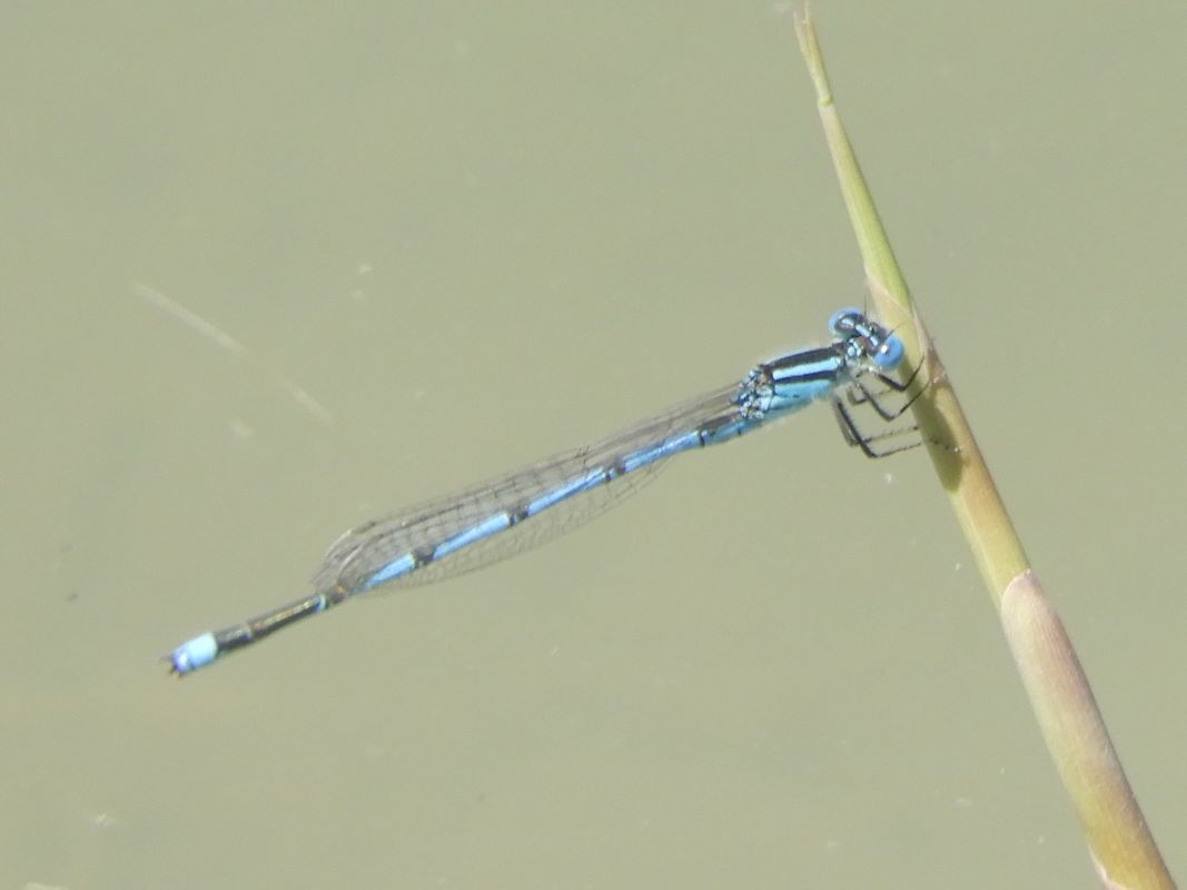 Erythromma lindenii  - Massimo Tassinari