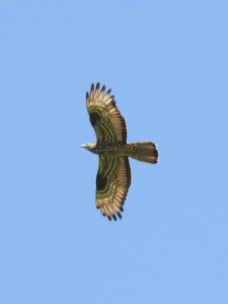 Falco pecchiaiolo  - Massimo Tassinari