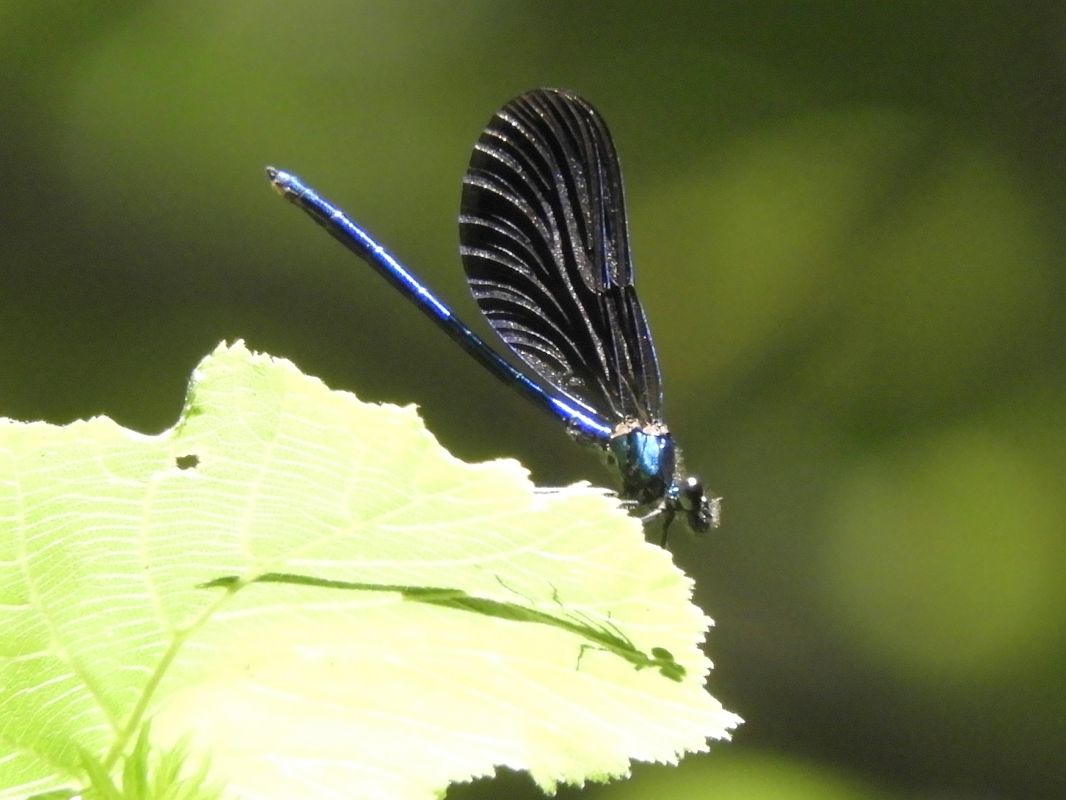 Calopteryx virgo  - Massimo Tassinari