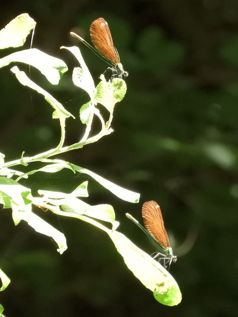 Calopteryx virgo  - Massimo Tassinari