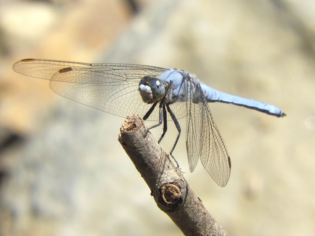 Orthetrum brunneum  - Massimo Tassinari