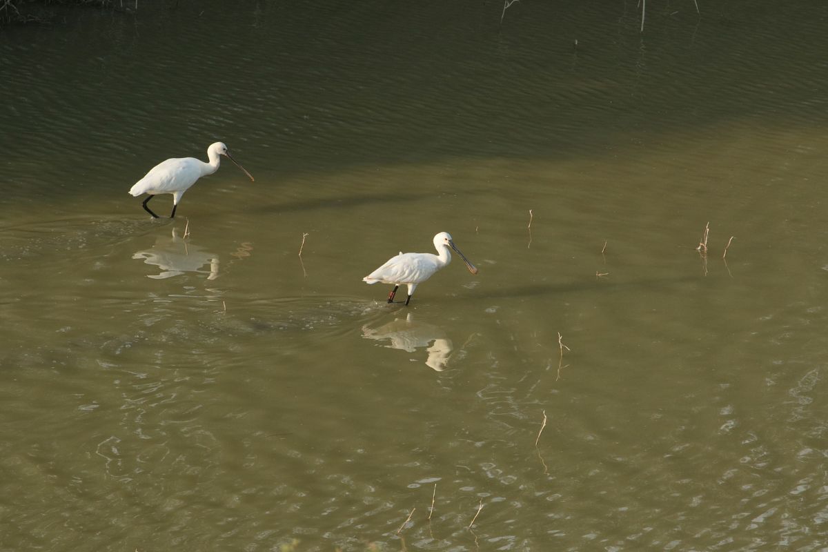 Eurasian Spoonbill  - Vito Giovanni Santantonio