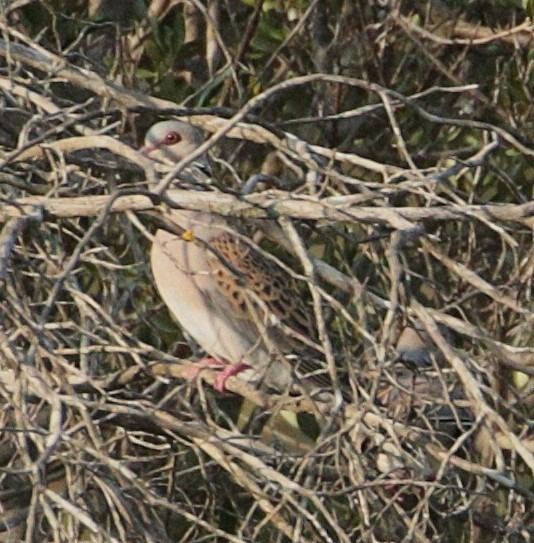 Tortora selvatica  - Vito Giovanni Santantonio