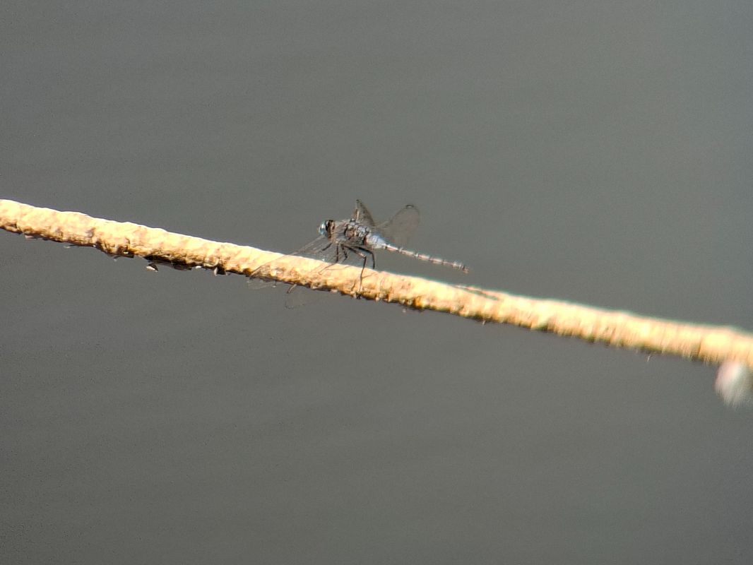 Orthetrum trinacria  - Leonardo Siddi