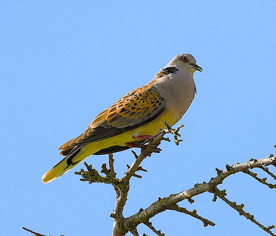 Tortora selvatica  - Luciano Cavassa