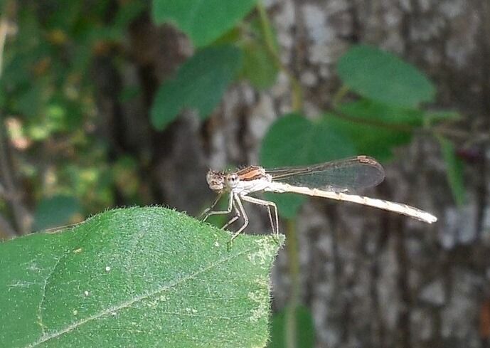 Sympecma fusca  - Elvire Laurens
