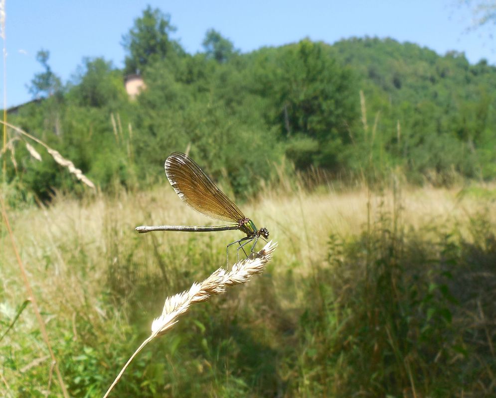 Calopteryx virgo  - Elvire Laurens