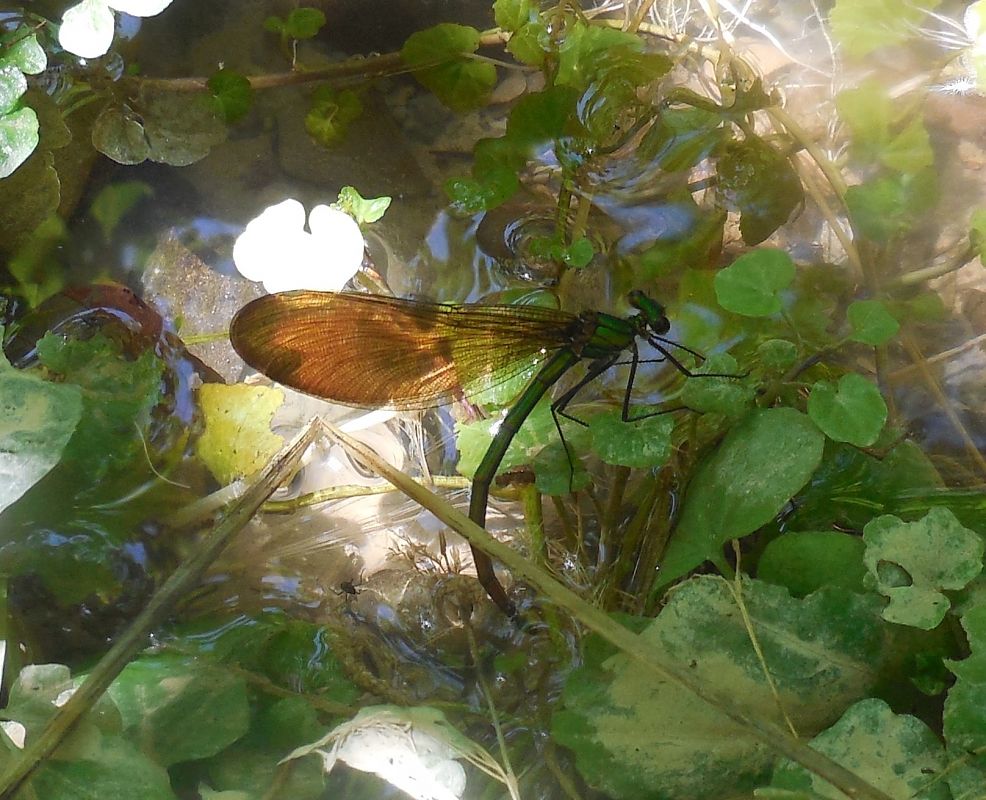Calopteryx virgo  - Elvire Laurens