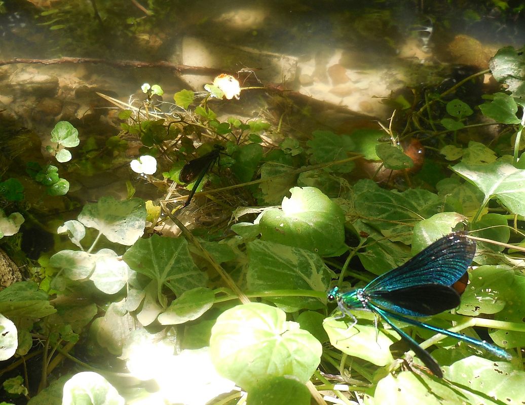 Calopteryx virgo  - Elvire Laurens