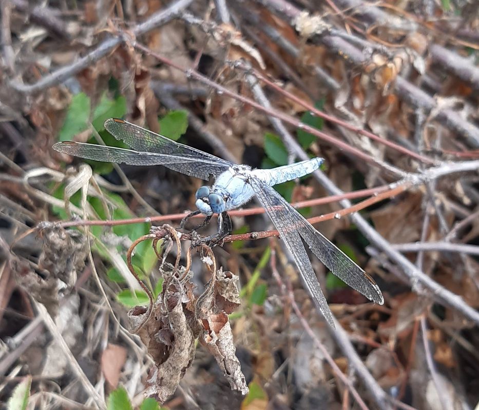 Orthetrum brunneum  - Elvire Laurens