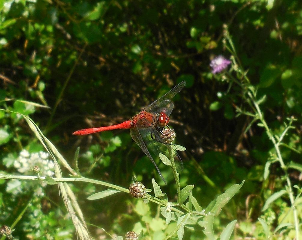 Sympetrum sanguineum  - Elvire Laurens