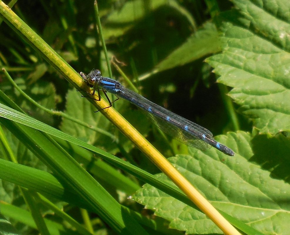 Enallagma cyathigerum  - Elvire Laurens