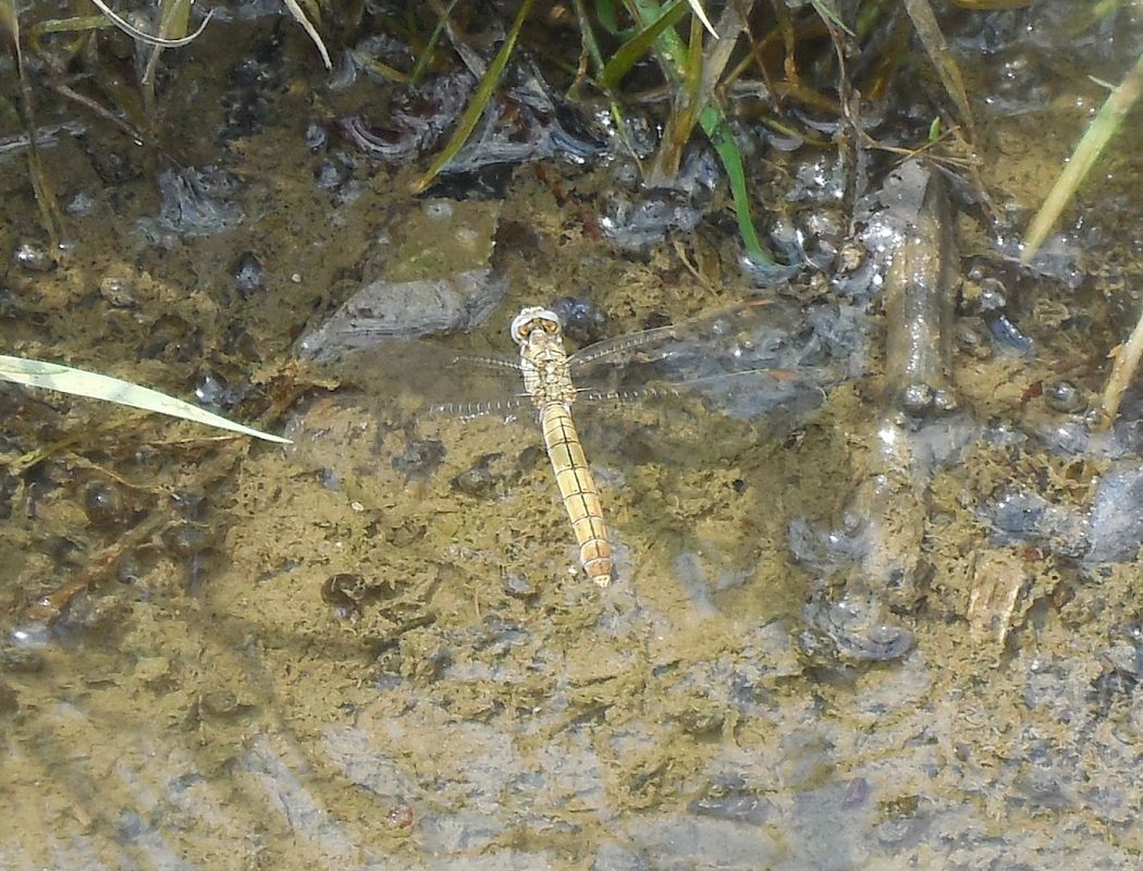 Orthetrum brunneum  - Elvire Laurens