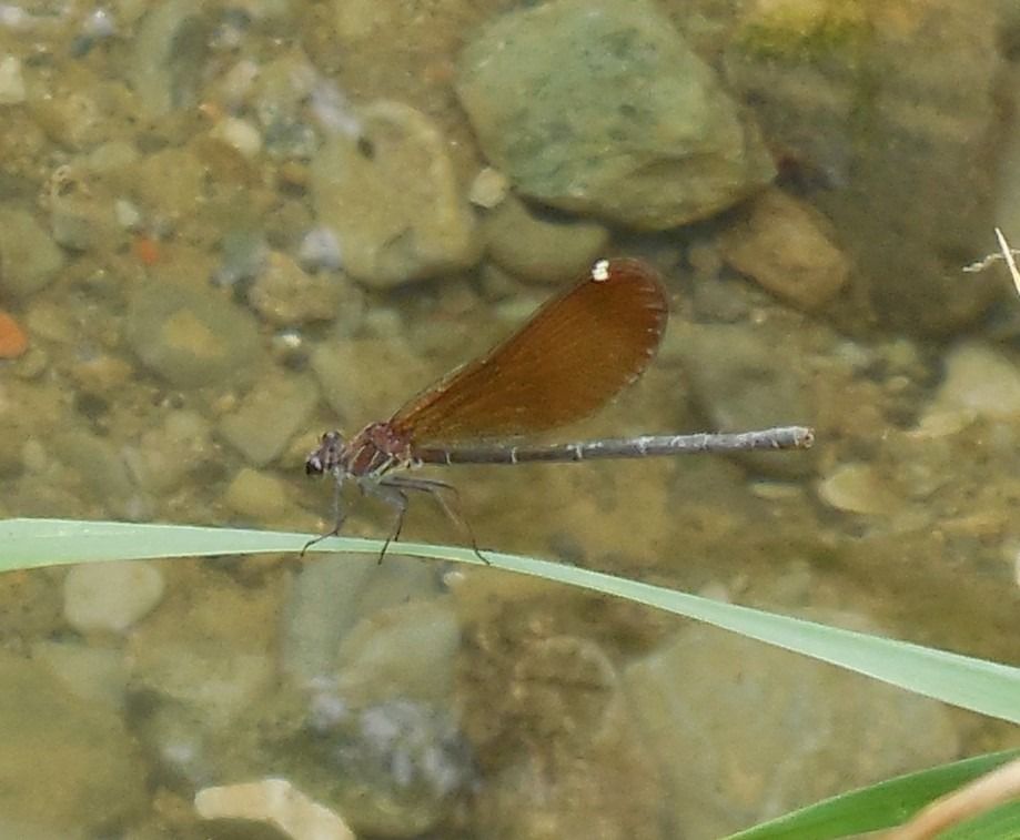 Calopteryx haemorrhoidalis  - Elvire Laurens