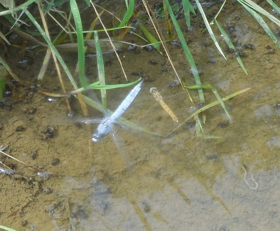 Orthetrum brunneum  - Elvire Laurens