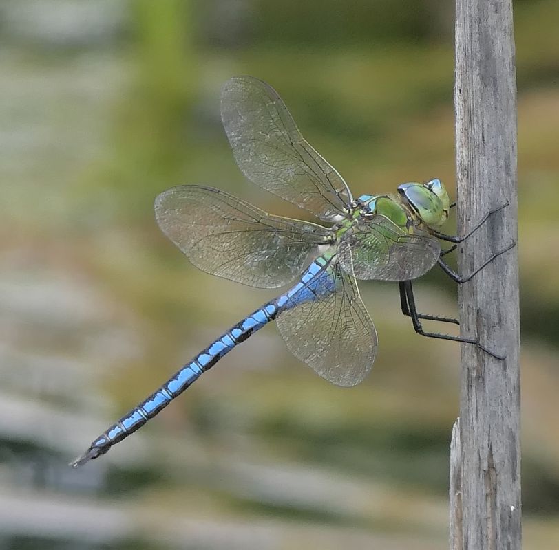 Anax imperator  - Fabio Angeli