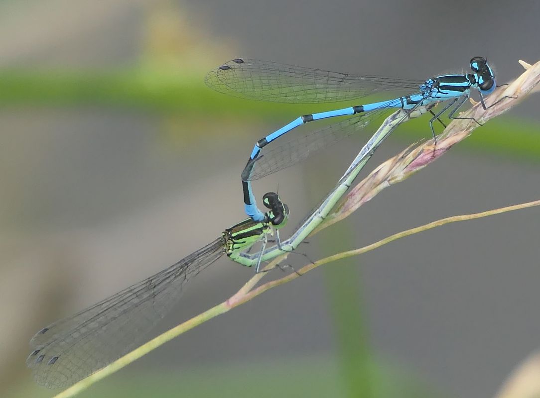 Coenagrion puella  - Fabio Angeli