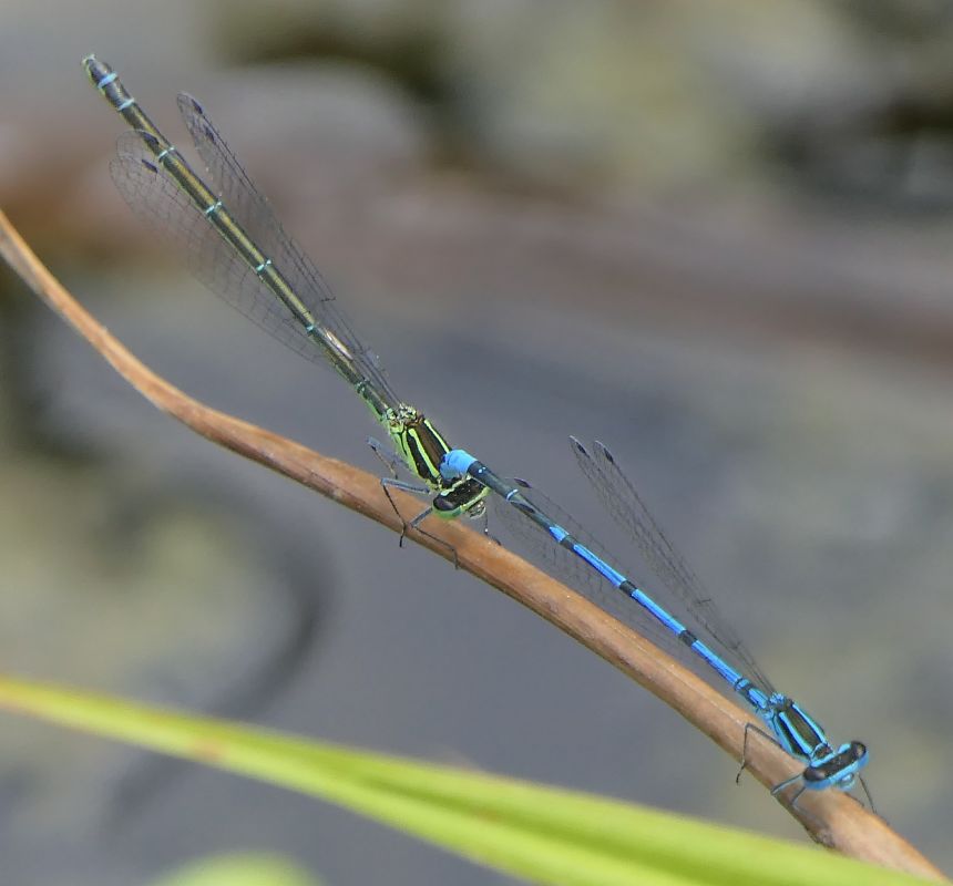 Coenagrion puella  - Fabio Angeli