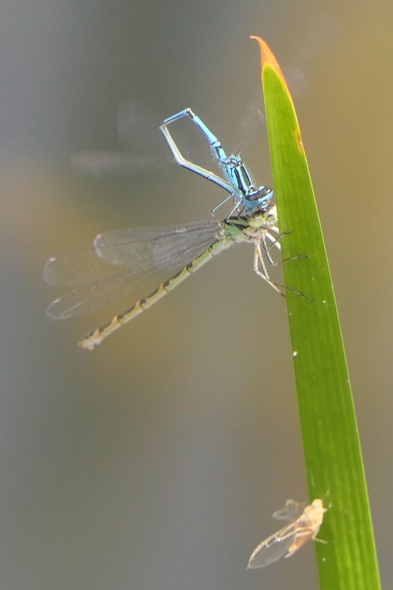 Coenagrion puella  - Fabio Angeli