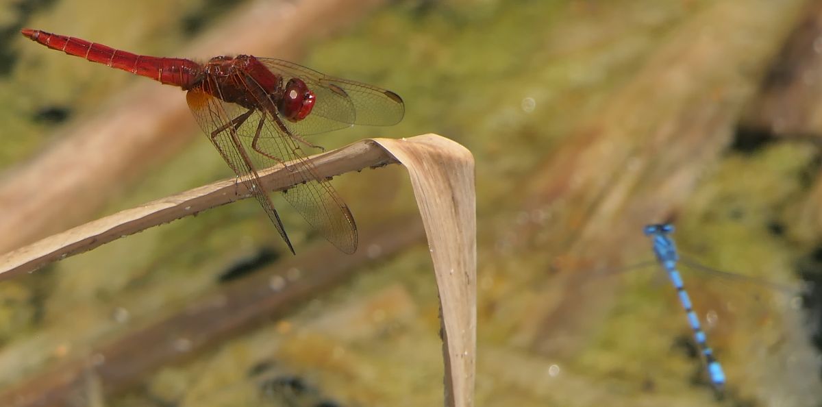 Crocothemis erythraea  - Fabio Angeli
