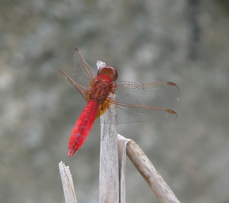 Crocothemis erythraea  - Fabio Angeli