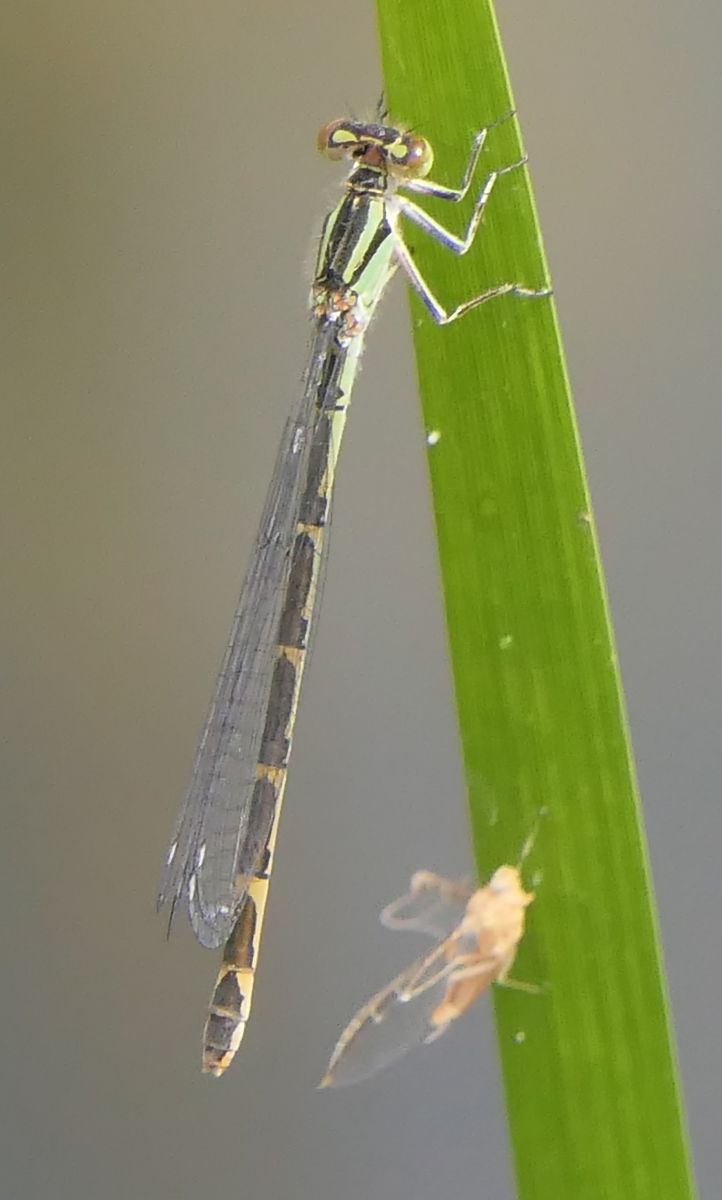 Enallagma cyathigerum  - Fabio Angeli