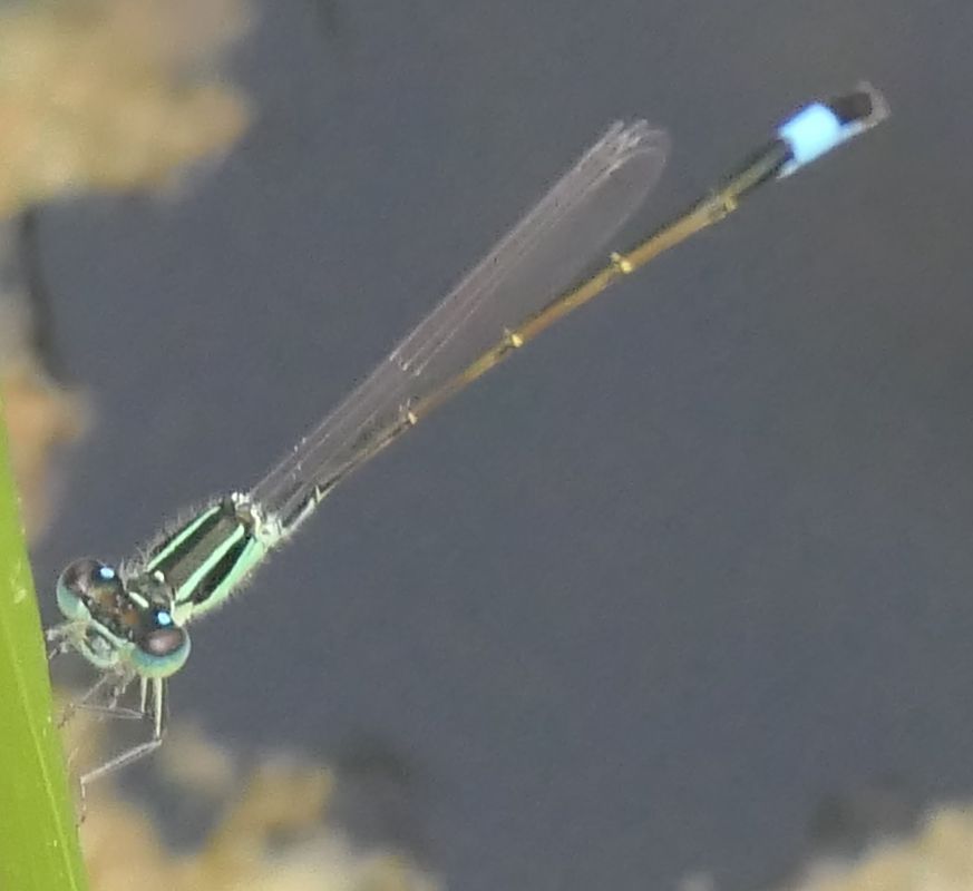 Ischnura elegans  - Fabio Angeli