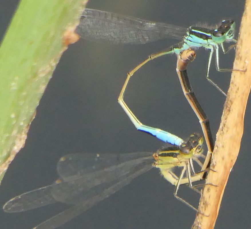Ischnura elegans  - Fabio Angeli