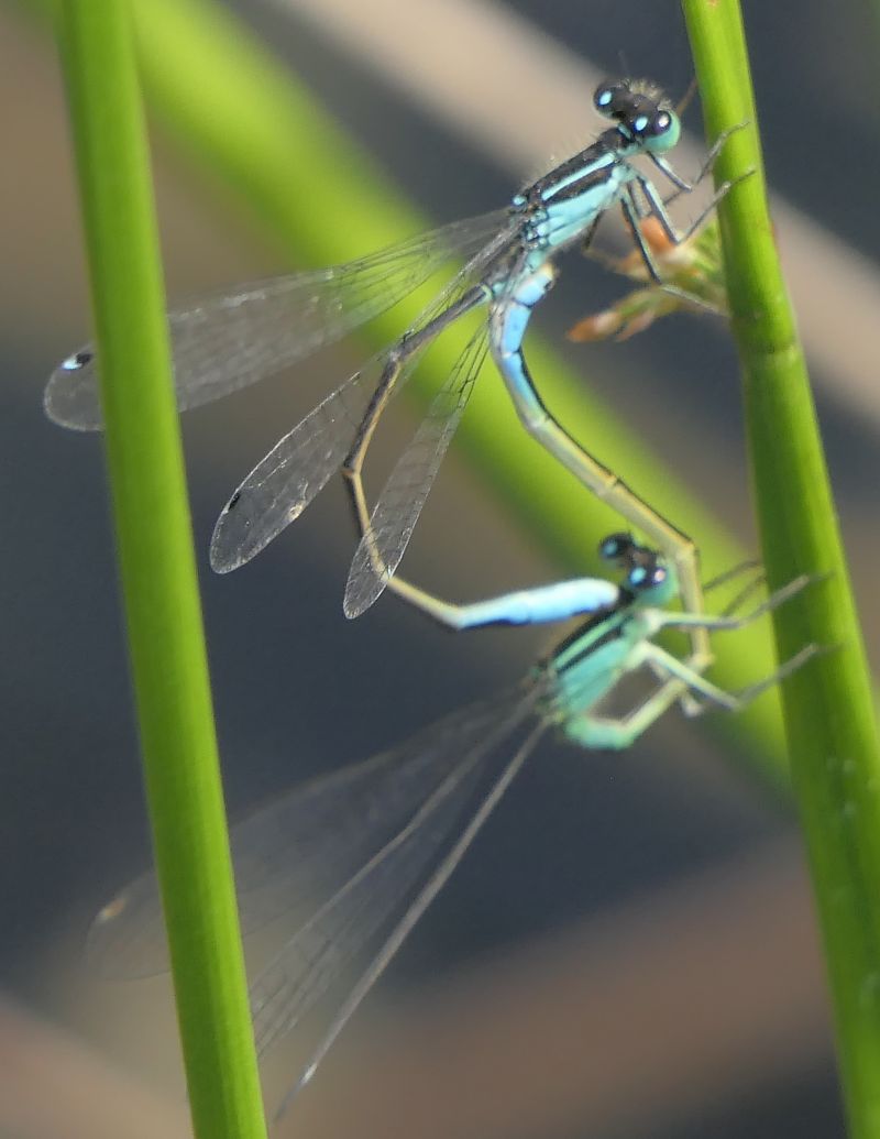 Ischnura elegans  - Fabio Angeli