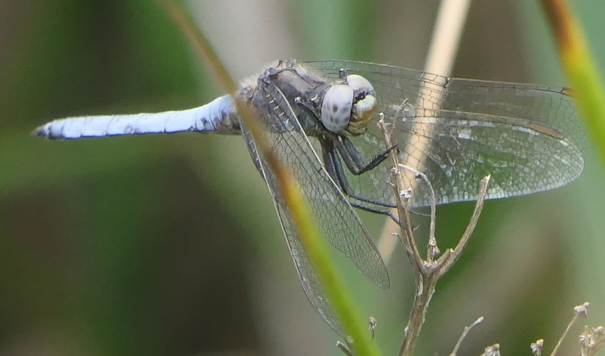 Orthetrum coerulescens  - Fabio Angeli