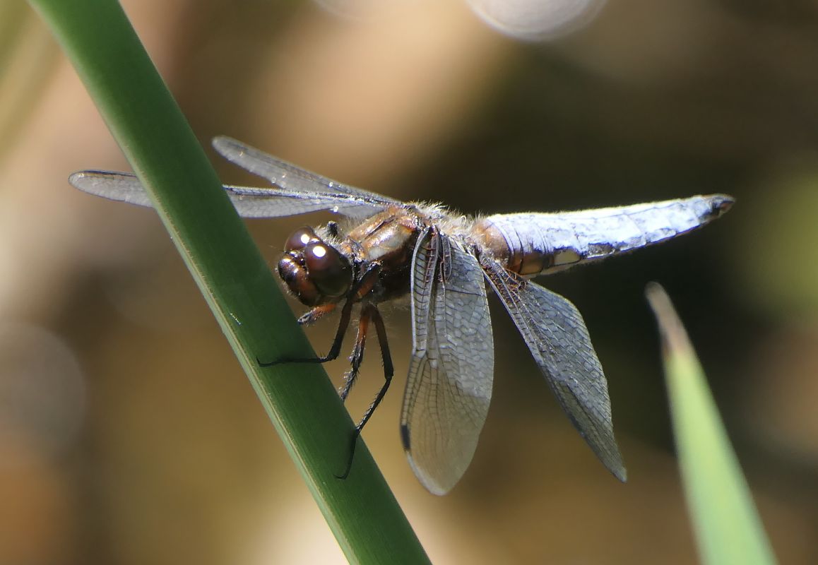 Libellula depressa  - Fabio Angeli