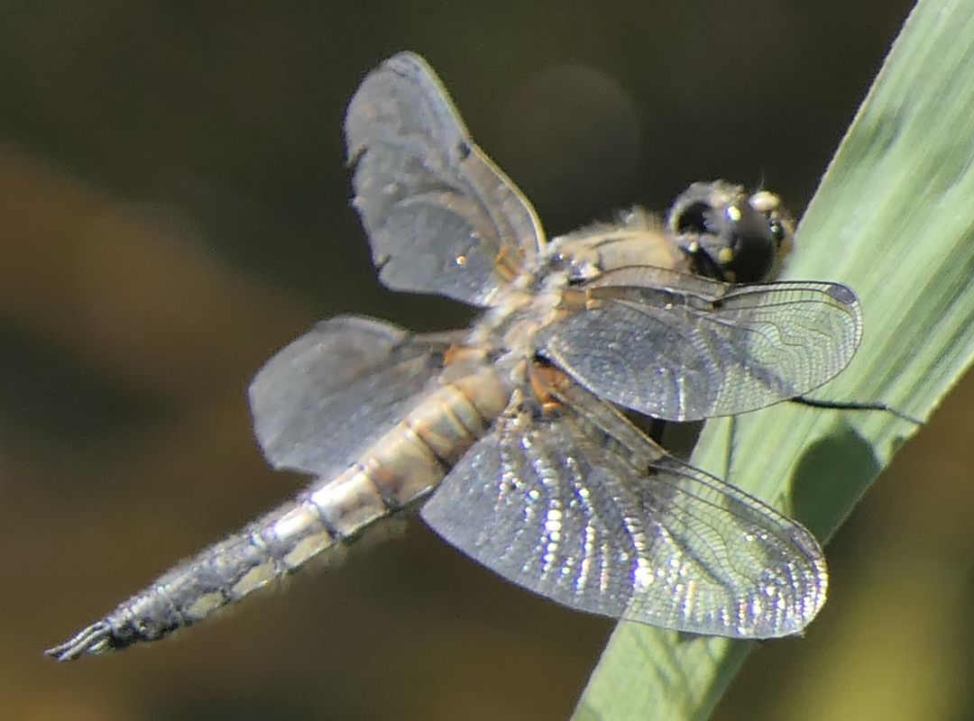 Libellula quadrimaculata  - Fabio Angeli