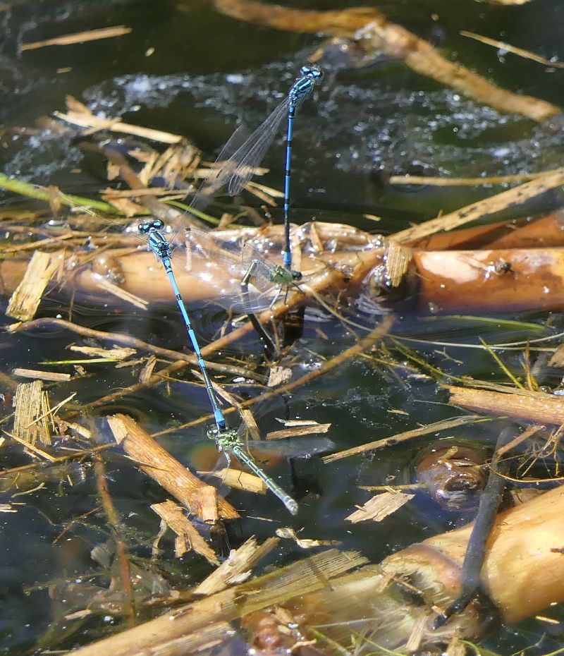 Coenagrion puella  - Fabio Angeli