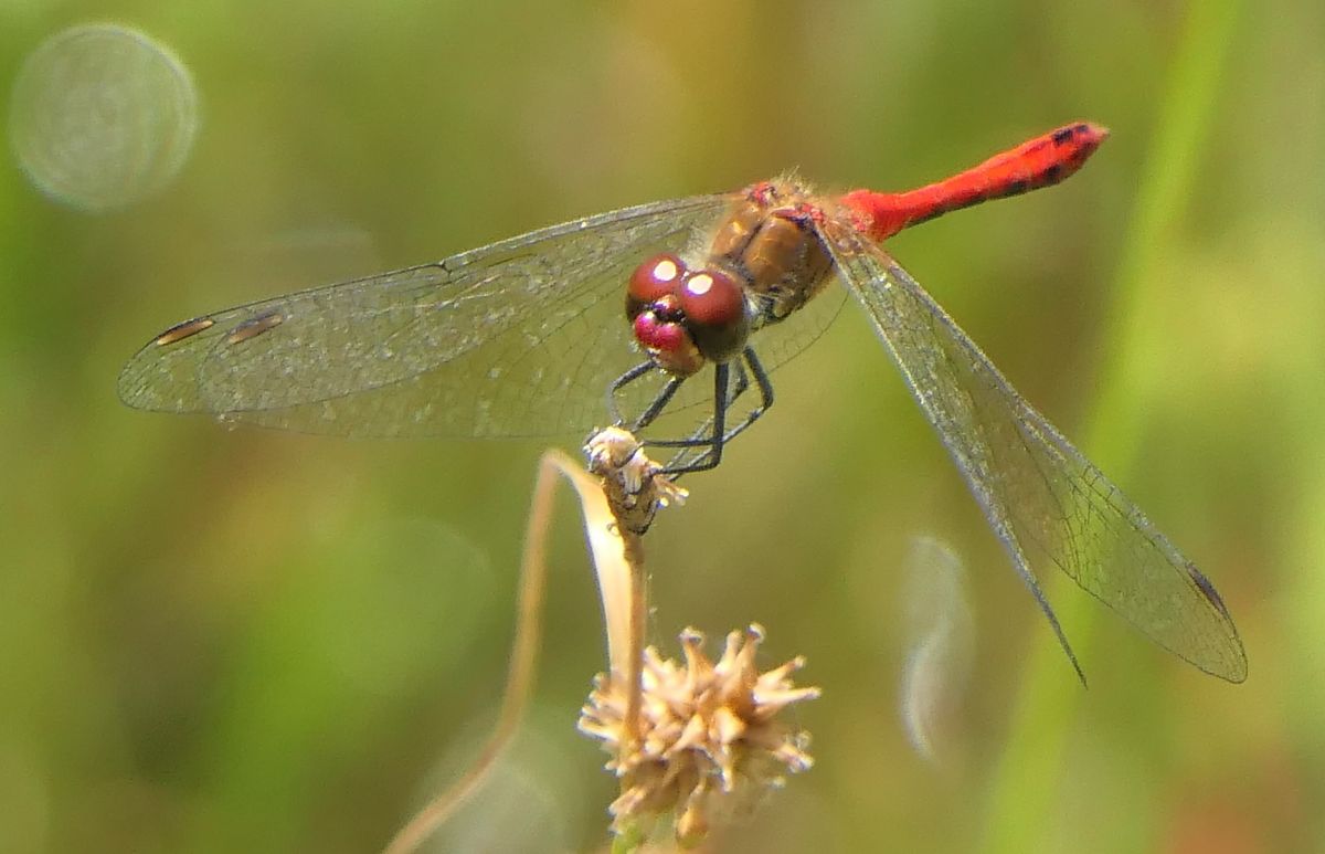 Sympetrum sanguineum  - Fabio Angeli