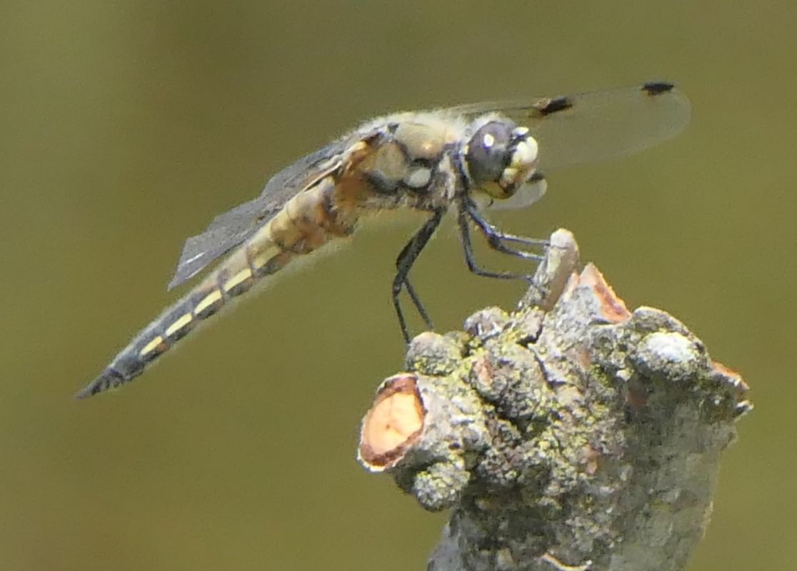 Libellula quadrimaculata  - Fabio Angeli