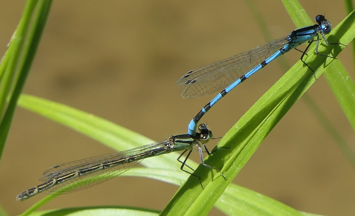 Enallagma cyathigerum  - Fabio Angeli