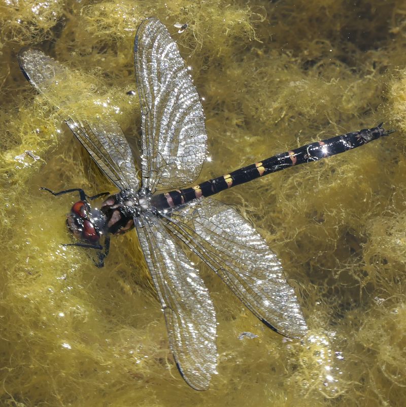 Aeshna juncea  - Fabio Angeli