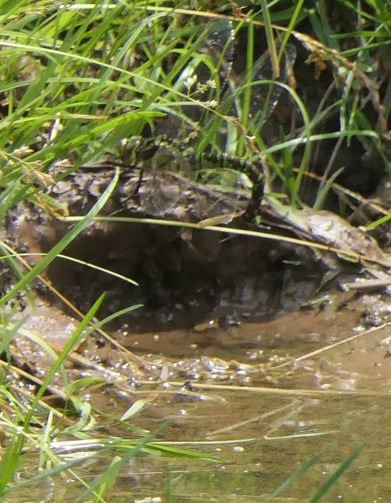 Aeshna cyanea  - Fabio Angeli