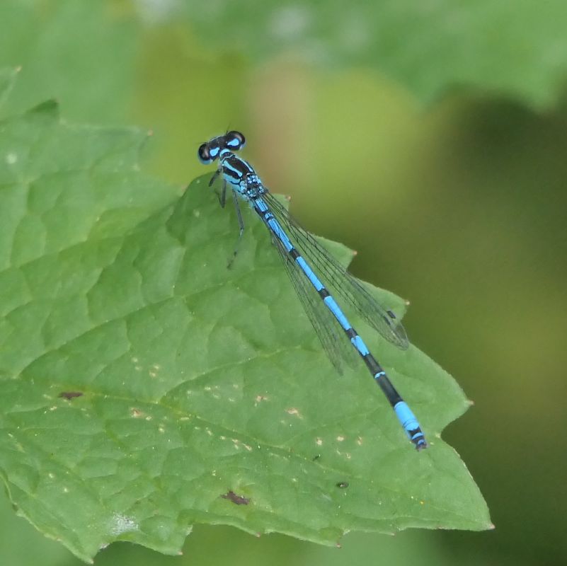 Coenagrion puella  - Fabio Angeli