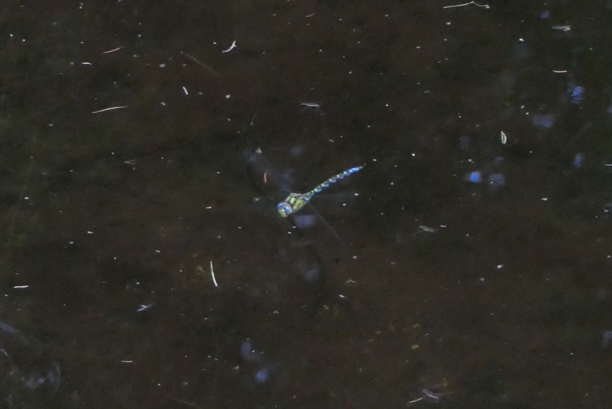Aeshna cyanea  - Fabio Angeli