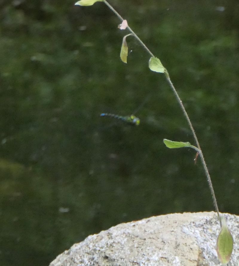 Aeshna cyanea  - Fabio Angeli