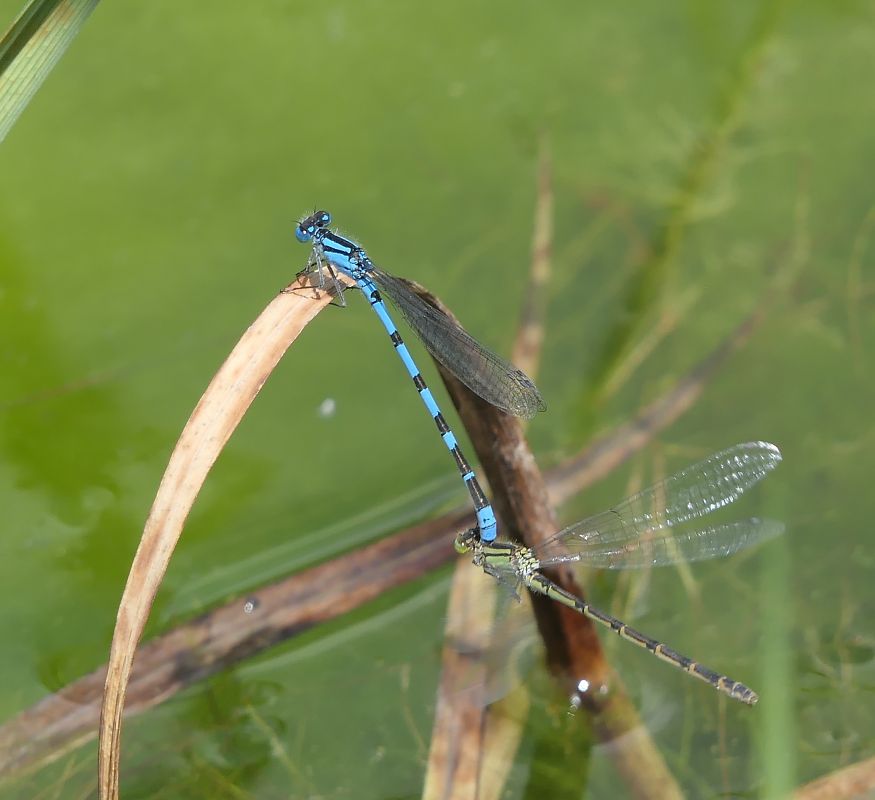 Enallagma cyathigerum  - Fabio Angeli
