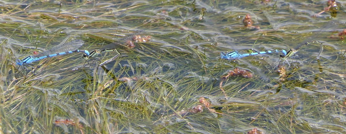 Enallagma cyathigerum  - Fabio Angeli